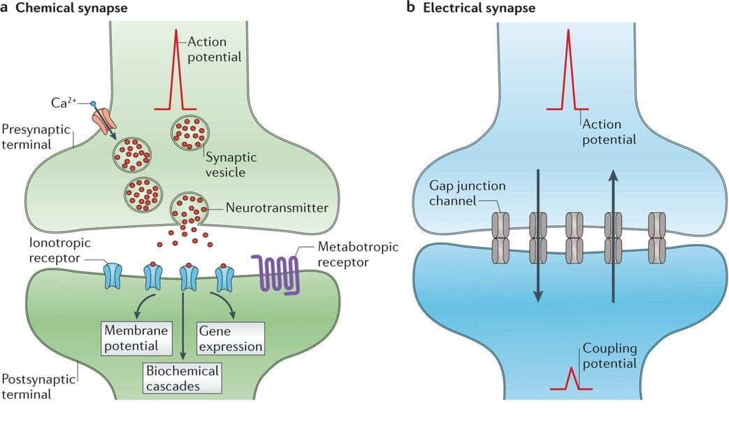 1.2 Chemical Synapses