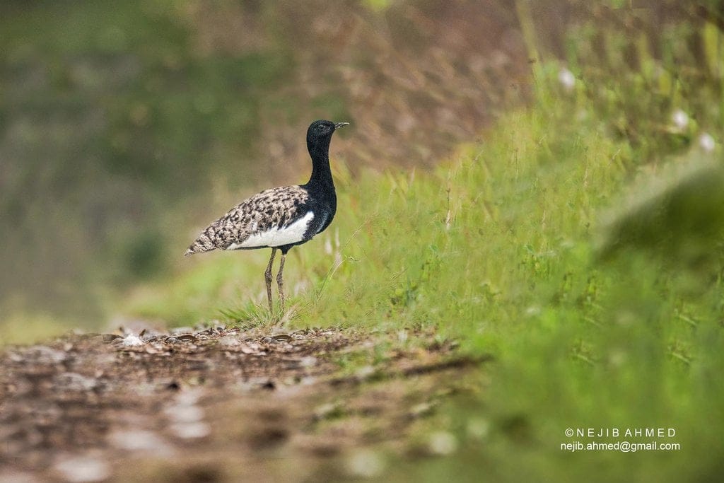 The Bengal Florican