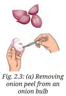NCERT Based Activity: The Invisible Living World: Beyond Our Naked Eye | Science Curiosity Class 8 -  New NCERT