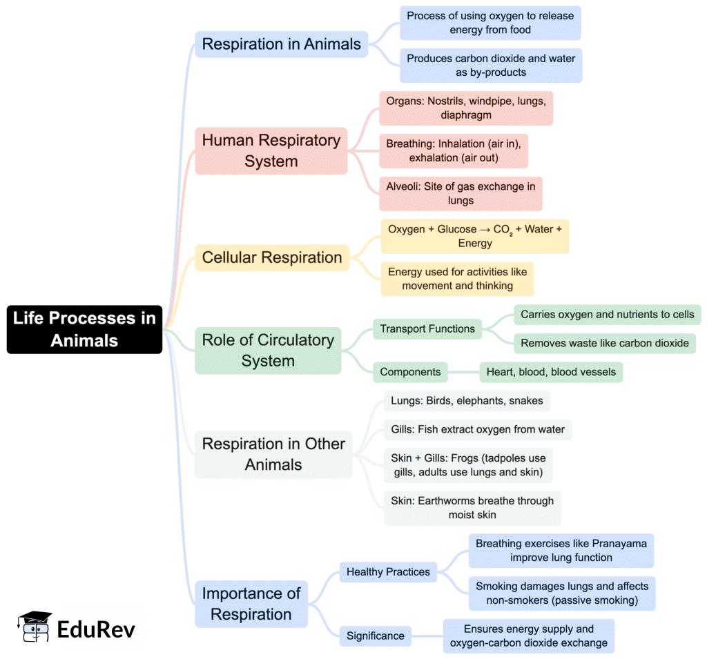 Class 7 Science Chapter 9 Mindmap - Life Processes in Animals