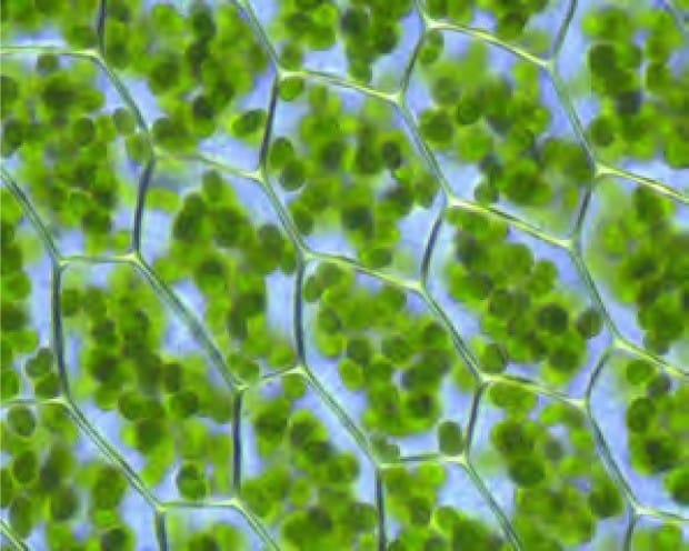 ACTIVITY: Identify differences between plant and animal cells