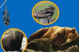 Adaptation in Animals - 2 Class 6 Worksheet Science