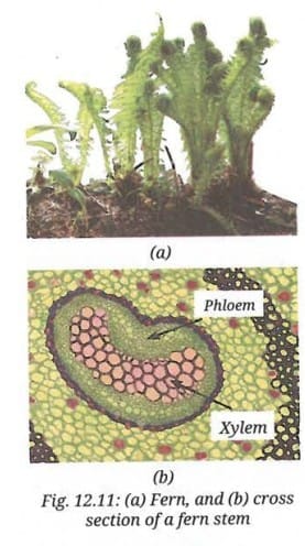 Activity 12.7: Let us compare