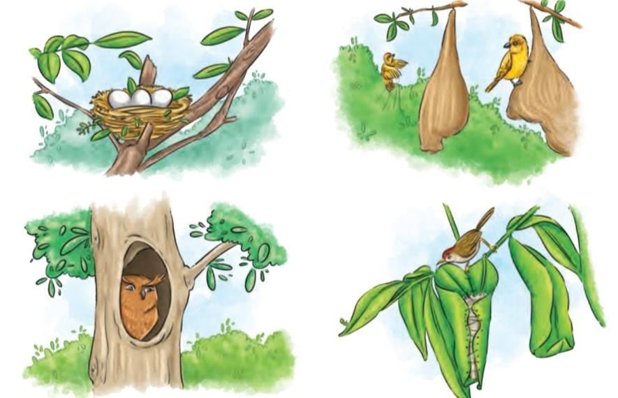 Detailed Summary: What a Bird Thought | Chapter Notes For Class 6