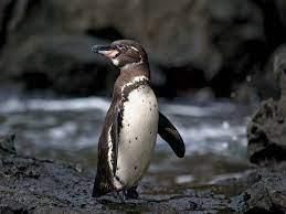 Endangered Animals | General Knowledge for Young Learners - Class 1