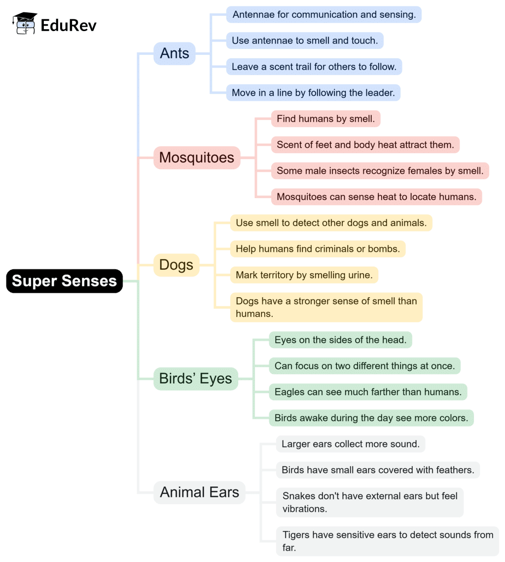 Mind Map: Super Senses | EVS Class 5