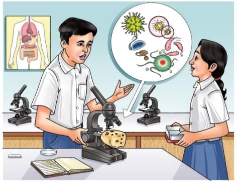 The Mystery of Food Chapter Notes | Our Wondrous World  Class 5 - New NCERT
