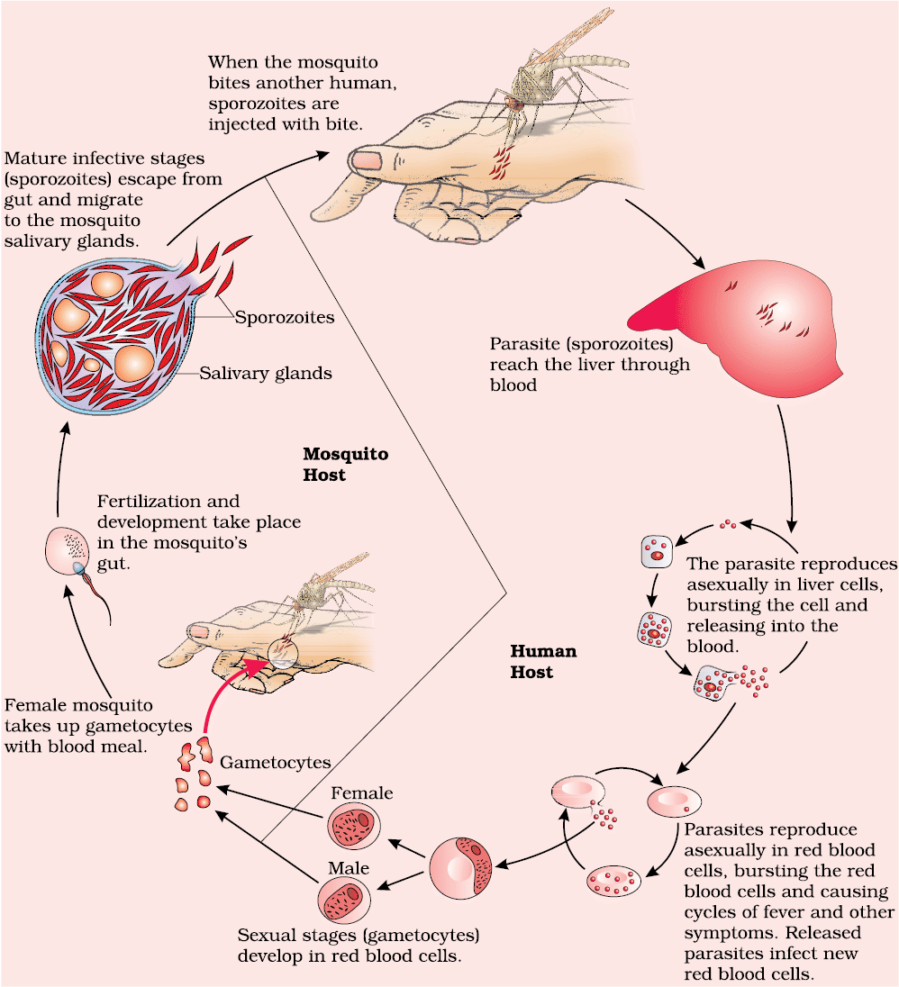 Stages in the life cycle of Plasmodium