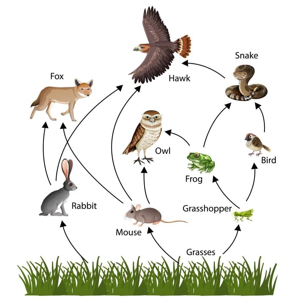 Short and Long Answer Questions: How Nature Works in Harmony | Science Curiosity Class 8 -  New NCERT