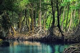 Forest and Wildlife - 1 Class 4 Worksheet SST