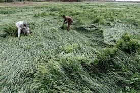 Agriculture - 1 Class 4 Worksheet SST