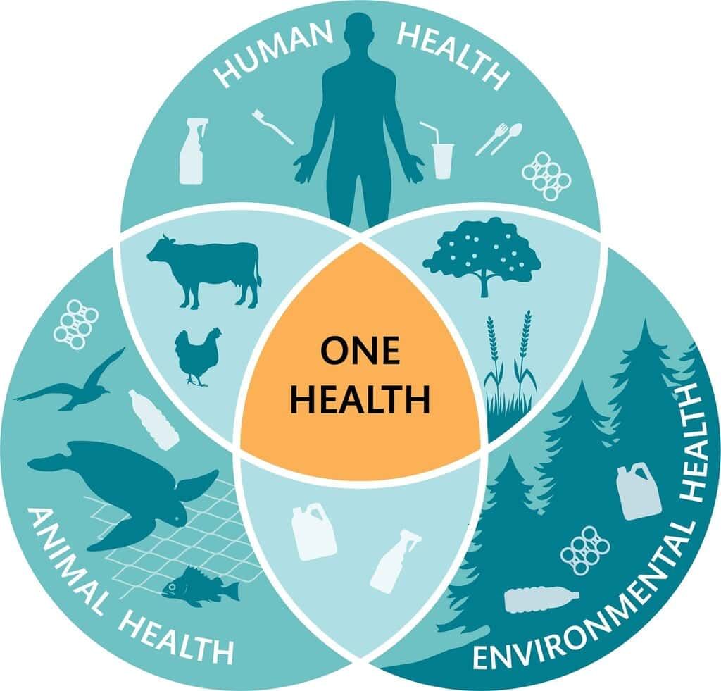 Unit Test: Health: The Ultimate Treasure | Science Curiosity Class 8 -  New NCERT
