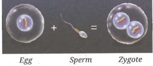 11.5.5 What Happens When a Sperm Meets an Egg?