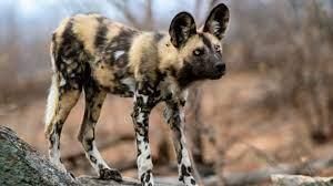 Endangered Animals | General Knowledge for Young Learners - Class 1