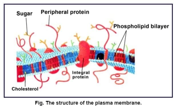 1.4 Fluid Mosaic Model