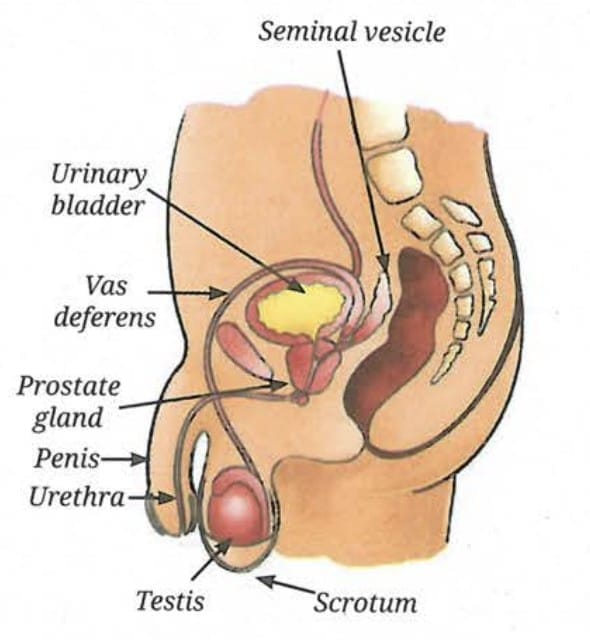 11.5.2 What are the parts of the male reproductive system?