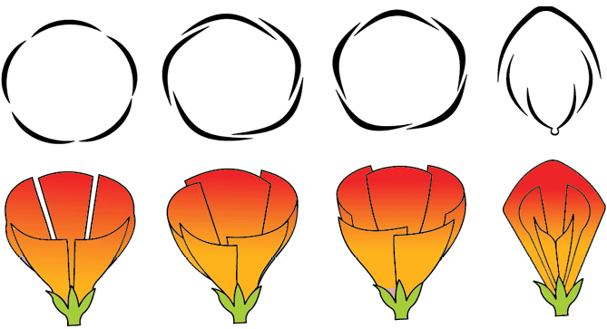Cheat Sheet: Morphology of Flowering Plants | Biology Class 11 - NEET