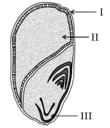 Multiple Choice Questions (MCQs) - 1 Mark
