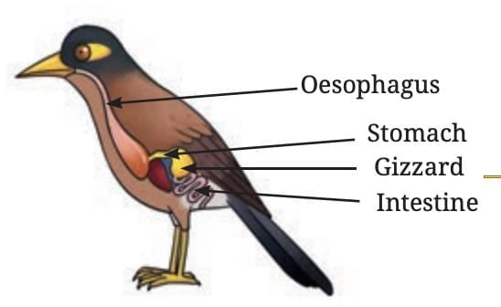 Life Processes in Animals Class 7 Notes Science Chapter 9 Free PDF