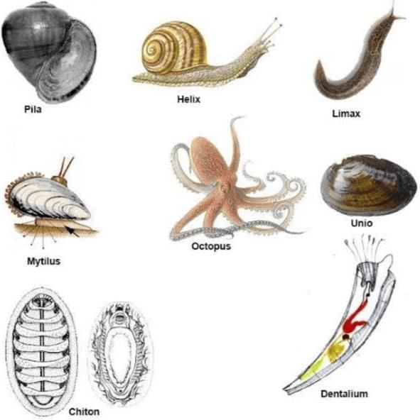 Animal Kingdom Chapter Notes | Biology Class 11 - NEET