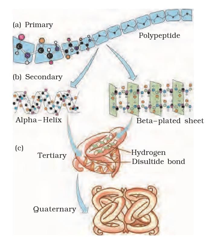 Cheat Sheet : Biomolecules | Biology Class 11 - NEET