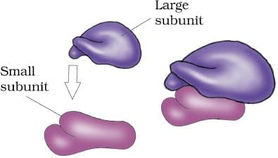 Cheat Sheet : Cell - The Unit of Life | Biology Class 11 - NEET