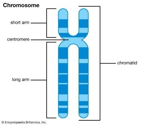 Revision Notes: Genetics - Some Basic Fundamentals | Preparation for EmSAT Grade 10