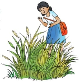 Short Answer Questions: Getting to Know Plants