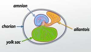 Revision Notes: The Reproductive System | Biology and Biochemistry for MCAT