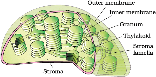 Cheat Sheet : Cell - The Unit of Life | Biology Class 11 - NEET