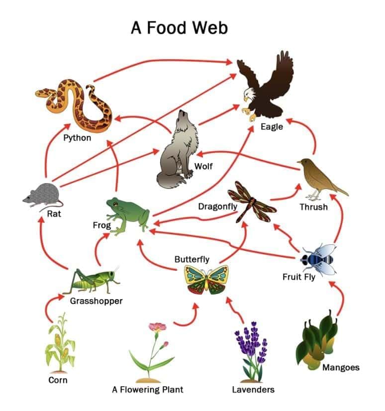 Cheat Sheet: Our Environment | Science Class 10