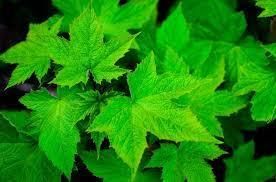 How Do Plants Make Their Food - 2 Class 6 Worksheet Science