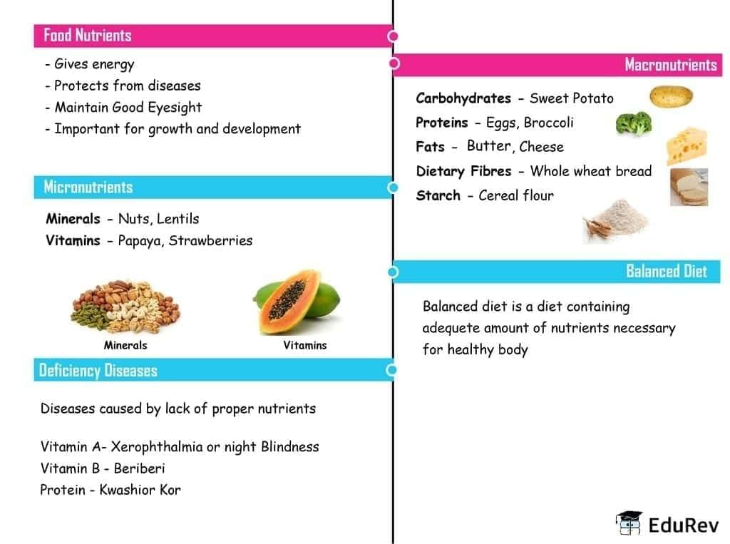 Mind Map: Components of Food | Subject-Wise Mind Maps for Class 6