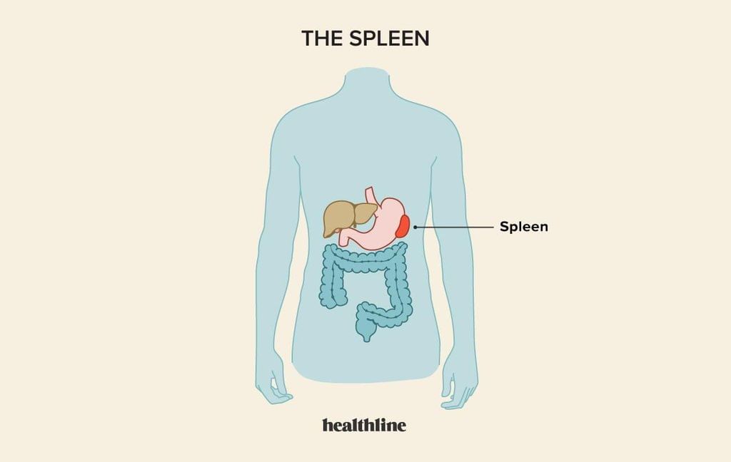 Revision Notes: The Circulatory System | Basic Science for JSS 3