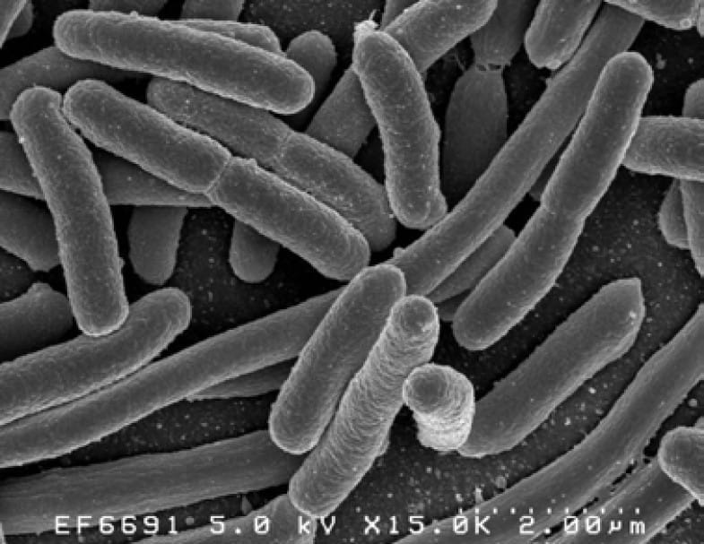 Microscopic organisms