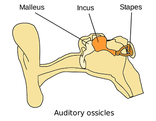 Important Diagrams: Locomotion and Movement | Biology Class 11 - NEET