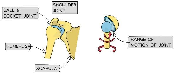 The Structure & Functions of the Musculoskeletal System | Physical Education for GCSE/IGCSE - Year 11