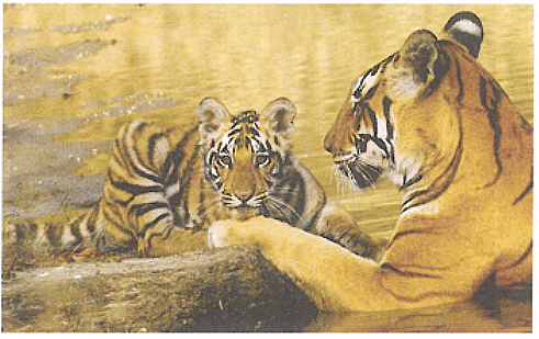 Saving The Tiger Chapter Notes | Gul Mohar Class 6: Book Solutions, Summaries & Worksheets