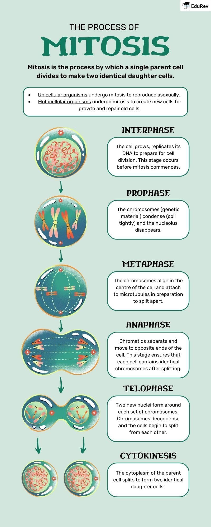 Infographics: Process of Mitosis | Biology Class 11 - NEET