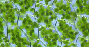 How Do Plants Make Their Food - 2 Class 6 Worksheet Science