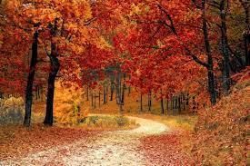 Forest and Wildlife - 1 Class 4 Worksheet SST