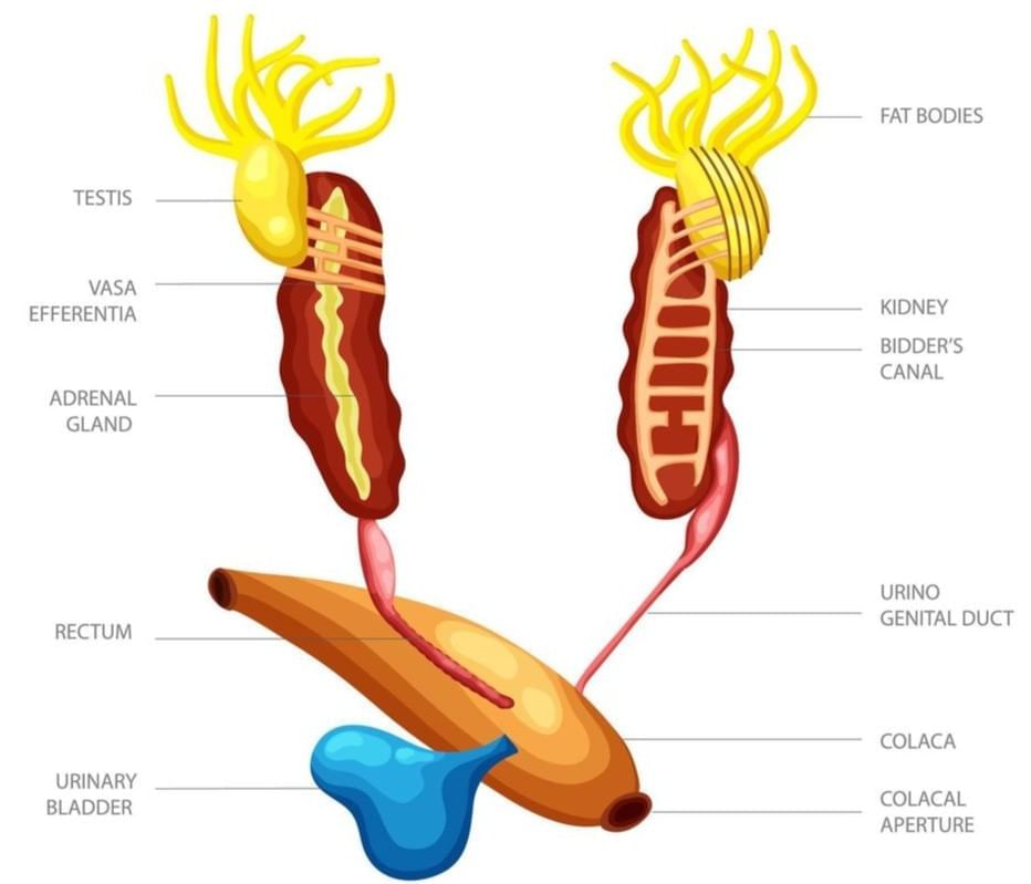 NCERT Exemplar: Structural Organisation in Animals | Biology Class 11 - NEET