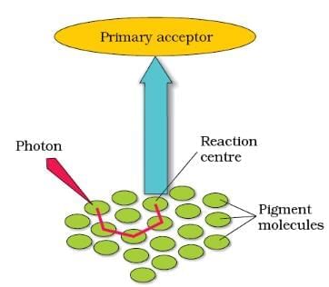 Important Diagrams: Photosynthesis in Higher Plants | Biology Class 11 - NEET
