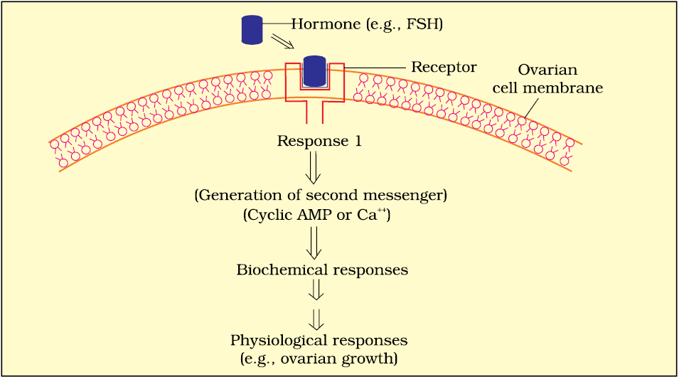 Mechanism of hormone action