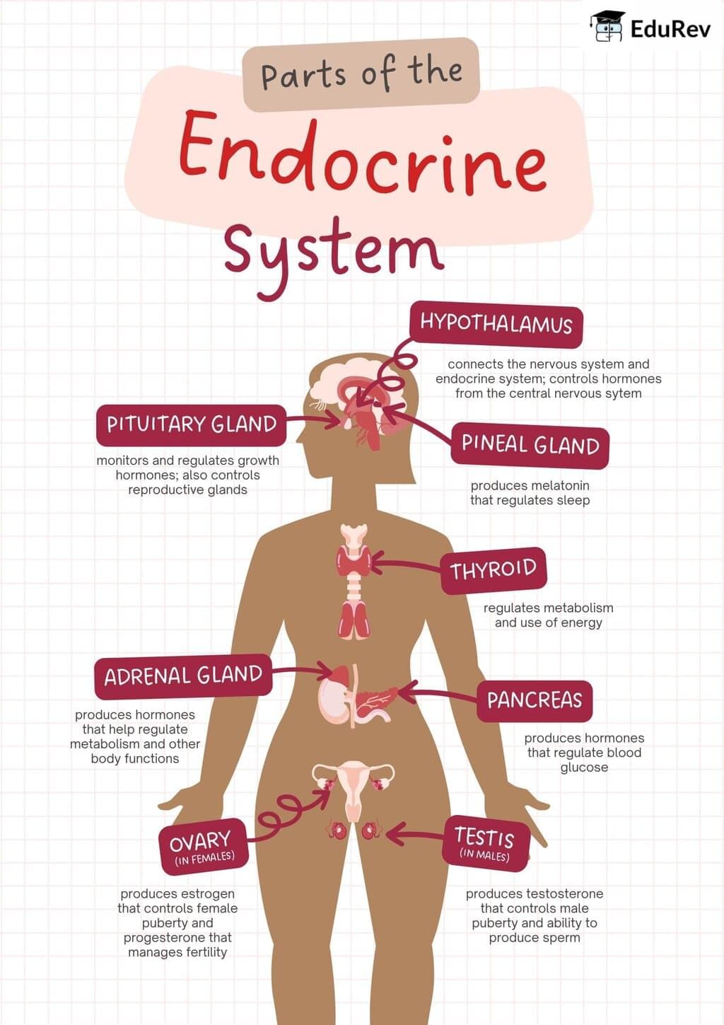 Infographics: Endocrine Glands | Biology Class 11 - NEET