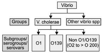 Vibrio Chapter Notes | Microbiology - NEET PG