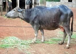 Cattle Breeds of Rajasthan | RPSC Preparation: All subjects - RPSC RAS (Rajasthan)