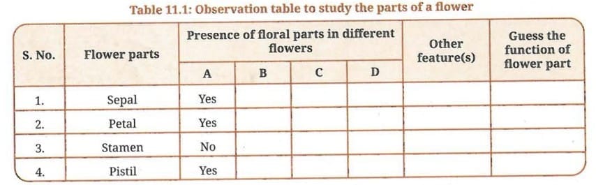 Activity 11.5 : Let us explore - Parts of a Flower