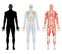 Respiration and moving | Year 8 Biology (Cambridge)