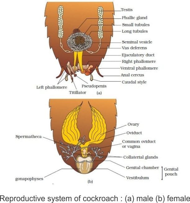 3.9 Cockroach Reproductive System